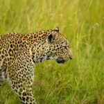 best safari destinations in Tanzania